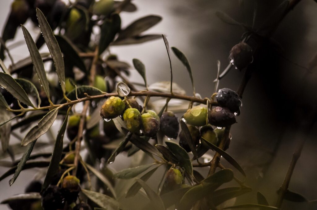 tree, organic, olives, vegetable, rain, rain drops, plant, italy, nature, portugal, leaves, olives, olives, olives, olives, olives, rain, rain, rain, italy, italy, portugal, portugal