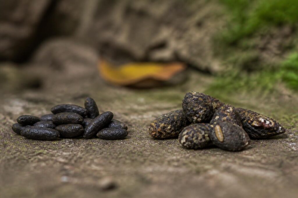 découvrez comment distinguer les crottes de rat de celles d'hérisson et apprenez les meilleures méthodes pour gérer ces nuisibles efficacement.