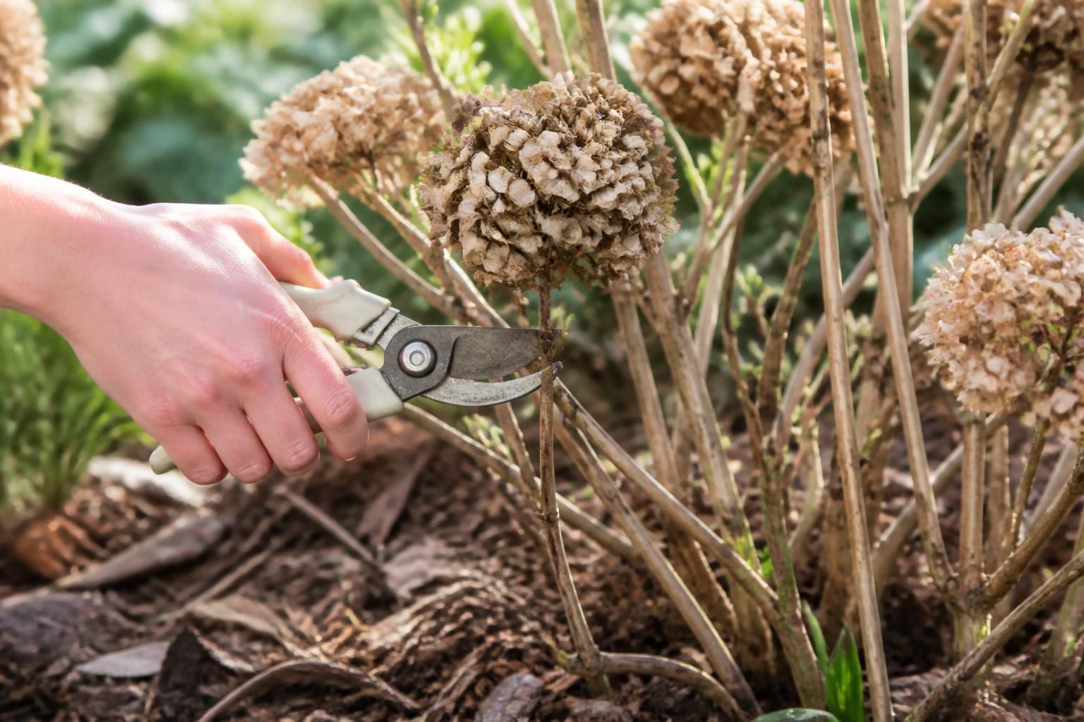 Floraison des hortensias : le guide pour tailler sans compromettre les bourgeons à venir 2 découvrez comment tailler vos hortensias sans endommager les bourgeons pour assurer une floraison abondante. suivez notre guide complet pour des hortensias éclatants toute la saison.